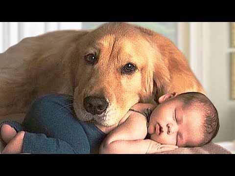 Golden Retriever Dog and Baby Compilation