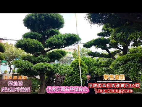 純正日本血統｜日本羅漢松#台灣銘園 #台灣銘園園藝事業有限公司 #景觀設計