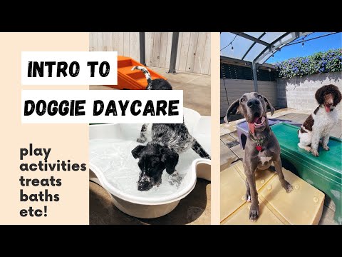 A Glimpse Into Doggie Daycare