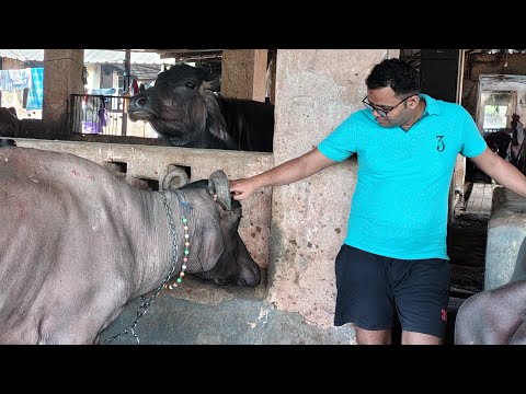 Buffalo Dairy Farm Business Plan.. | Discussion with Krishi sansar.