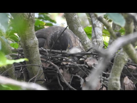 Besra(Asiatic) Sparrowhawk and its newborn baby. 松雀鷹與他的初生寶寶