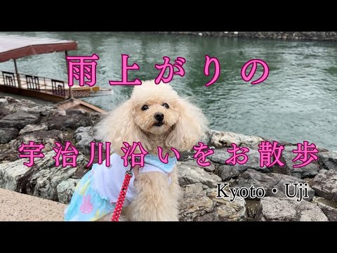 【京都】雨上がりの宇治川沿いをお散歩！