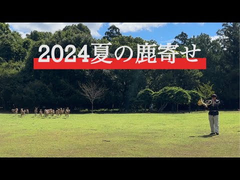 【2024夏の鹿寄せ】ナチュラルホルンの音色で鹿を呼び寄せる奈良の風物詩　#なら#春日大社 #飛火野#しか