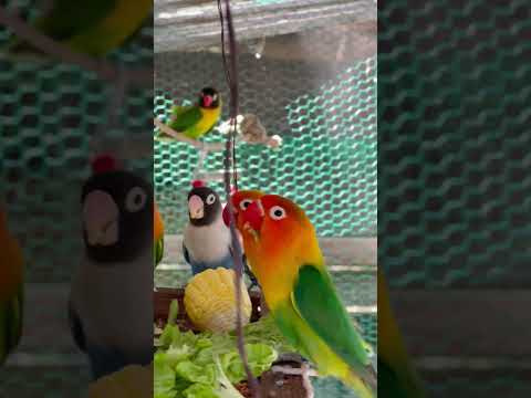 lovebirds eating fruit 🥬🌽🦜 || smart lovebirds parrots #lovebird #birds  #parrot #fruit #birds