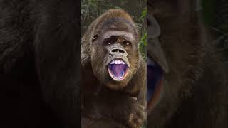 African gorilla sharmake mocking how humans cry ,,,, #africa #gorilla #Trending