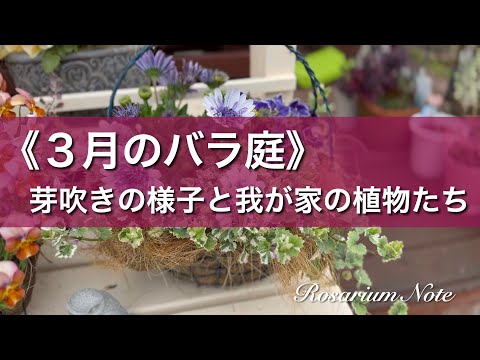 《３月のバラ庭》バラの芽吹きと我が家の植物たち