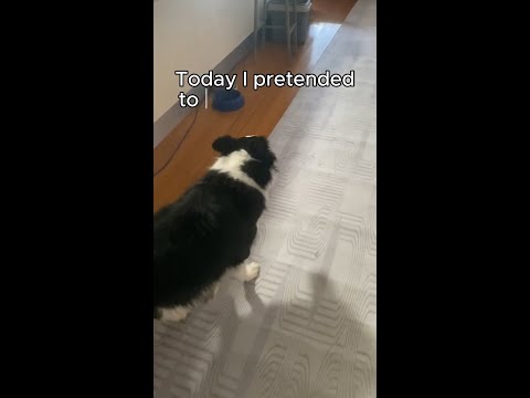 Unbelievable dog trick!