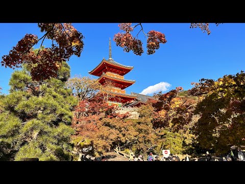 漫步在京都的大街小巷和景區 / Strolling around streets & attractions of Kyoto in November, 2023