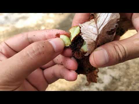 这种珍贵植物，只生长在树上、悬崖峭壁上，现在很少见到了