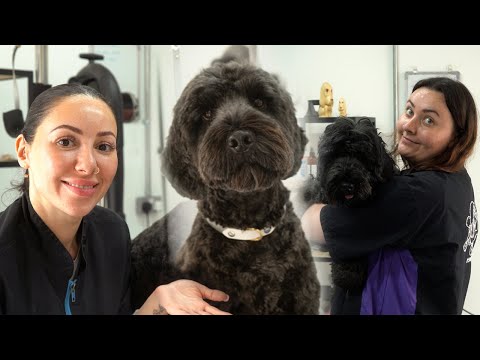 Dog Grooming: Cockapoo Full Groom