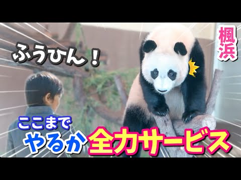 【パンダアイドル楓浜】お疲れふうひんが底力を見せた！大技をちびっこファンにプレゼント🐼