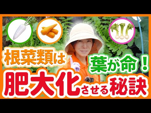 家庭菜園や農園の根菜類を肥大化させる秘訣！害虫対策と病気予防！根菜類のお世話のポイントを徹底解説！【農園ライフ】