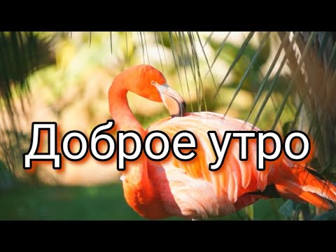 Доброе утро🌿Прекрасная музыкальная открытка