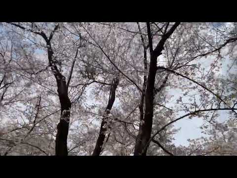 【桜便り】大西公園の桜