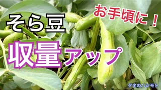 ソラマメ栽培　沢山収穫出来る方法　タネのハシモト