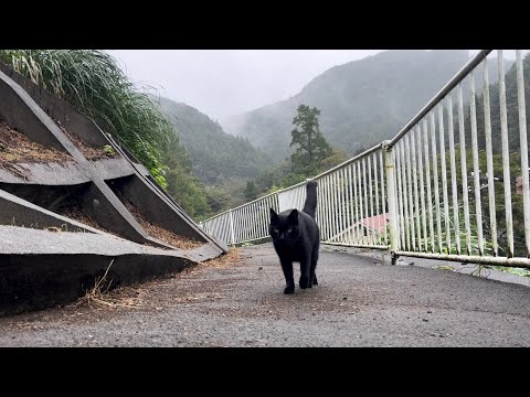 坂道で追いかけてくる黒ねこちゃん　No.７７１　２０２４年　１０月６日　８：００　のくろねこちゃん　black cat