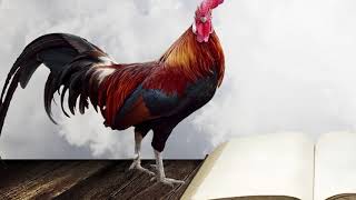 Can I keep different chicken breeds together? - Chickens in a Minute