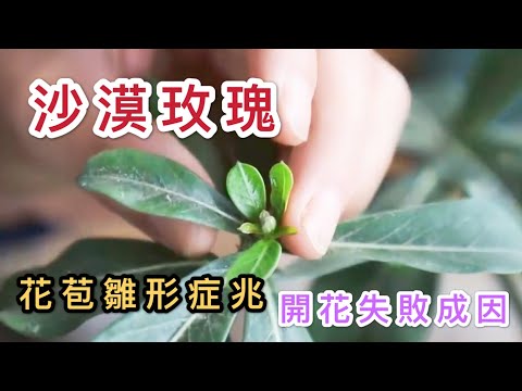 【天天小花農】沙漠玫瑰「快開花」的症兆，如何安全開花及預防開花失敗的方法