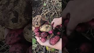 Potato Harvest ( WOW BIG ONE 🥔🥔🥔 )