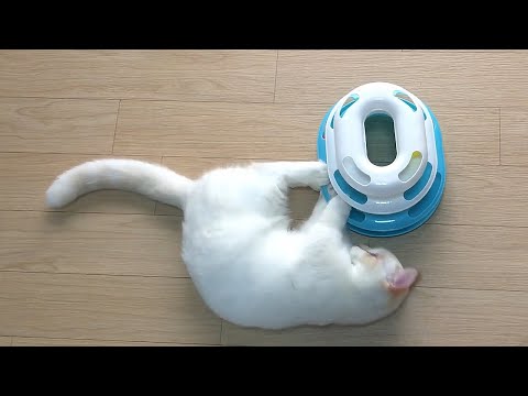 麻吉和他愛的玩具 Cat and Toy