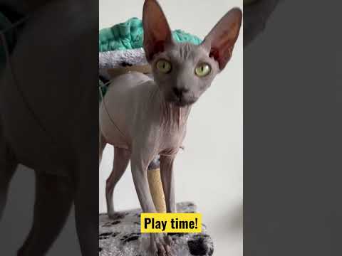 Play time!#Sphynxcat