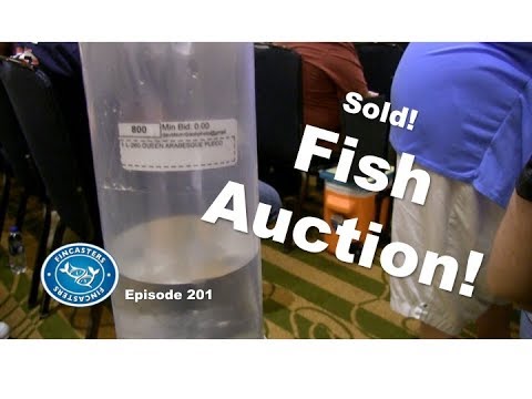 Aquarium Fish Auction! | Episode 202