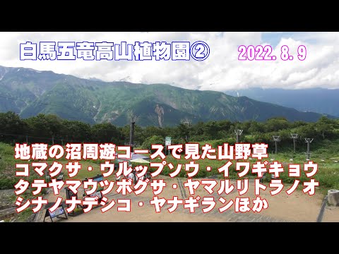 長野県白馬村「白馬五竜高山植物園」②