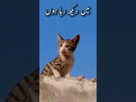 کا D چوک پر دھرنا PTI