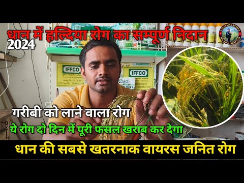 धान में कंडुआ हल्दिया पीला रोग #कंडुआ रोग #धान में रोग #trending #1509धान #agriculture #trending