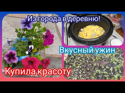 Купила красивые петуньи! Распикировала помидоры в парник! Вкусный ужин!