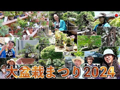 The world's largest bonsai festival! Omiya Bonsai Festival 2024 is amazing! ! ! [Bonsai Q]