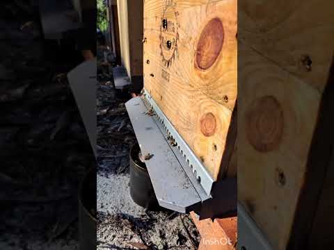 Bees at work in a sunny day