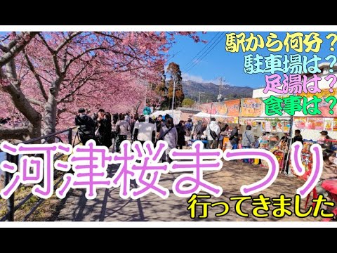 【河津桜】河津桜まつりに行ってきました。河津桜まつりは静岡県賀茂郡河津町で行われています。伊豆急行の河津駅から徒歩5分です。車、バイクの駐車場あります。桜の散策路の途中に足湯もあります。