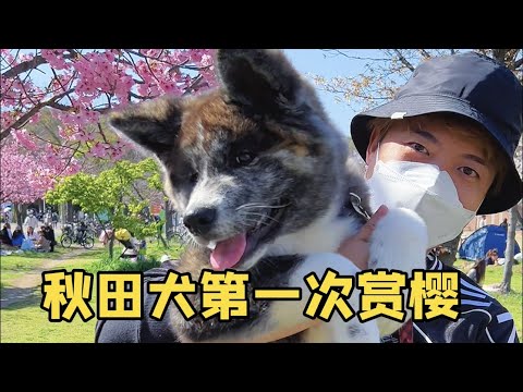 😂這個顏色的秋田犬竟然連日本人都不認識？！