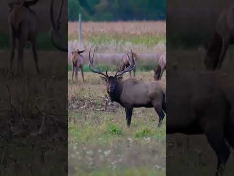 Is this the largest bull in Wisconsin??? #elk #wisconsinelk #bullelk #bugle #photography #rmef