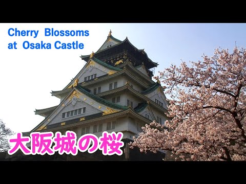 Cherry Blossoms at Osaka Castle with Relaxing Music ( Osaka Pref. ) / Spectacular Views of Japan