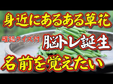 エンドウ特集【身近にあるある草花で脳トレ3】－身近な草花の名前が覚えたい人へ－超新感覚の脳トレが誕生しました。脳トレをしながら花の名前が覚えられる画期的な脳トレです。最後に名前当てクイズも付いてます。