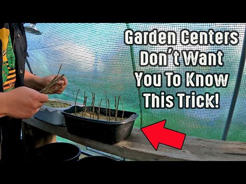 Gardening Centers Do Not Want You To Know This Trick!