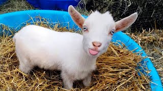 Why Goats are the FUNNIEST ANIMALS in the world