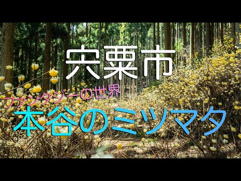 【兵庫県宍粟市】本谷のミツマタ群生地がメルヘンチックでファンタジーの世界過ぎた/ Japan's One Of The Largest Paper Bush Habitats.