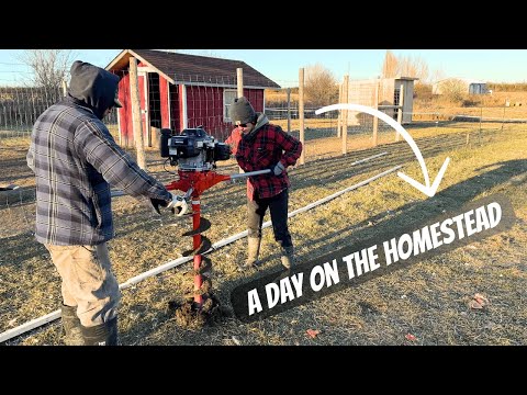 Rebuilding the GOAT fence | A day on the Homestead