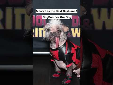 Dogpool vs. Unique Pup: Ultimate Costume Showdown Inspired by Deadpool!