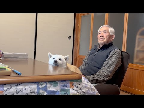 大好きなじいちゃんに包まれながら疲れを癒す柴犬