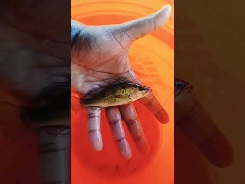 WILD CAUGHT PEACOCK BASS FOR GROW OUT TANK! #shorts #peacockbass