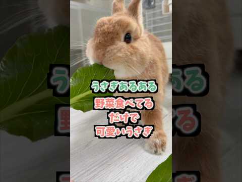 【うさぎあるある】野菜を食べてるだけでかわいいうさぎがこちら。 #rabbit #かわいい #うさぎ