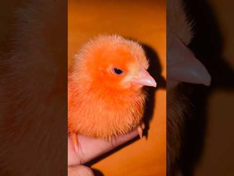 Wow cutie malta color colour chicken chick, Hen Baby melodious sound #birds #wildlife