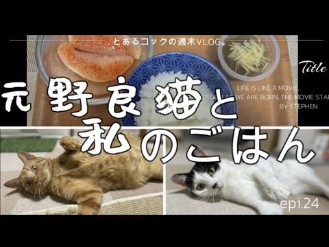 元野良猫と私のごはん　epi.24　｜野良猫｜粗相｜自炊｜おうちごはん