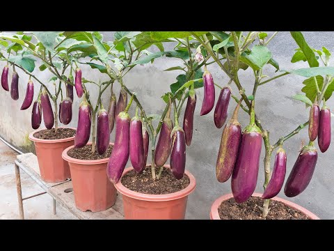 Growing eggplant according to new technology using fish as fertilizer, too much fruit