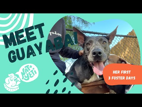 New Foster Dog's First 3 Days | Adopt Guayaba!