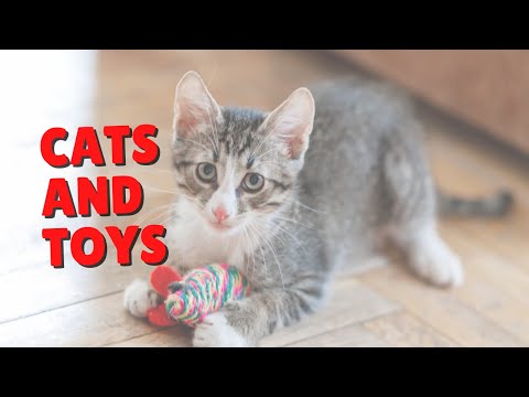 How To Make Cats Like Toys | Two Crazy Cat Ladies #shorts